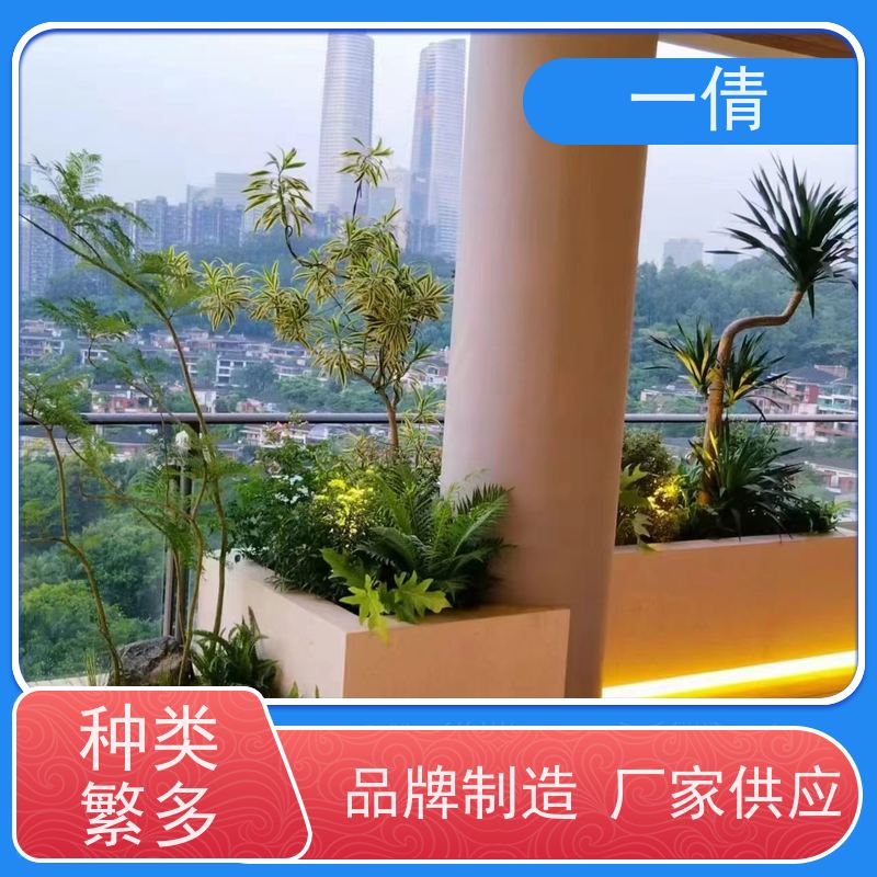一倩花卉 深圳 福禄桐 绿植租摆 全城配送 上门养护