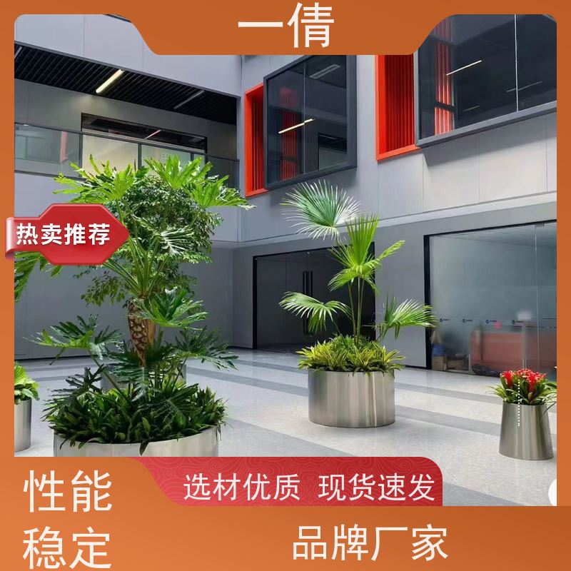一倩花卉 深圳 超大冬青 室内植物出租 桌面绿植 花木护理