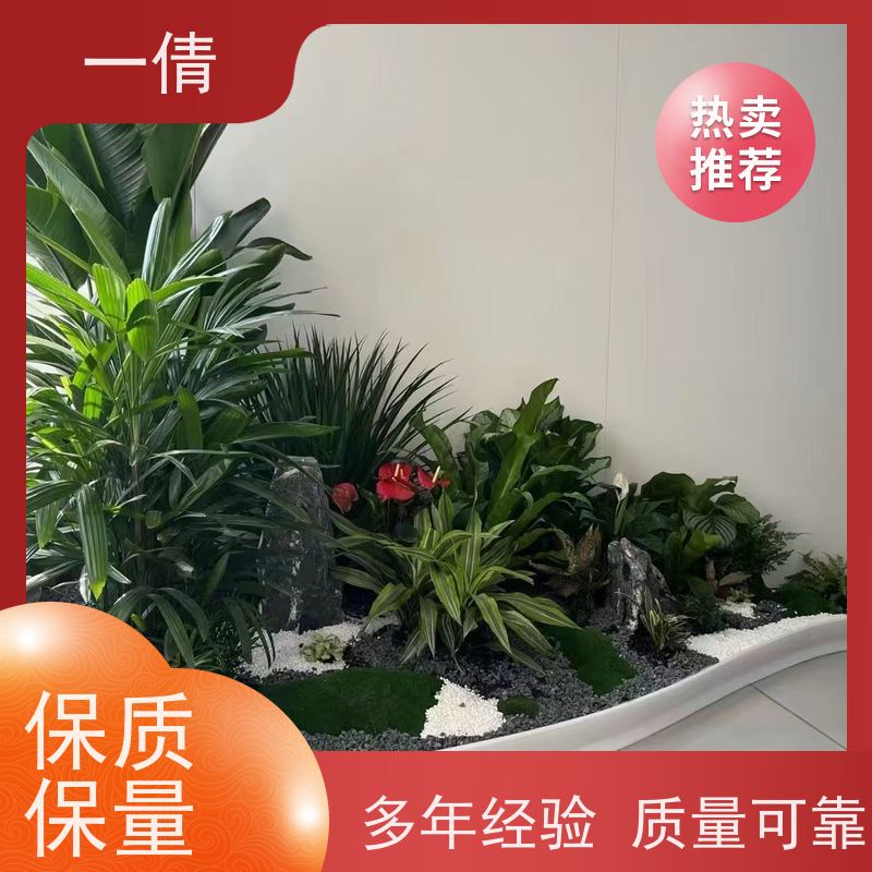 一倩花卉 前台 墨兰 花卉租赁 全城配送 上门养护