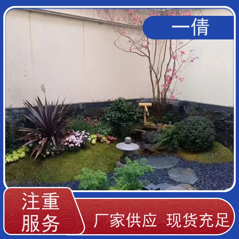 一倩花卉 前台 70盆四季桔 花卉租赁 桌面绿植 花木护理
