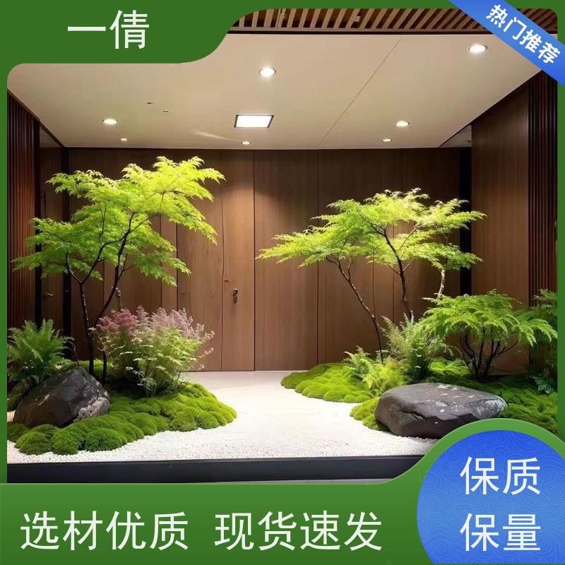 一倩花卉 前台 中杨贵妃 绿植出售 种类繁多 规格齐全