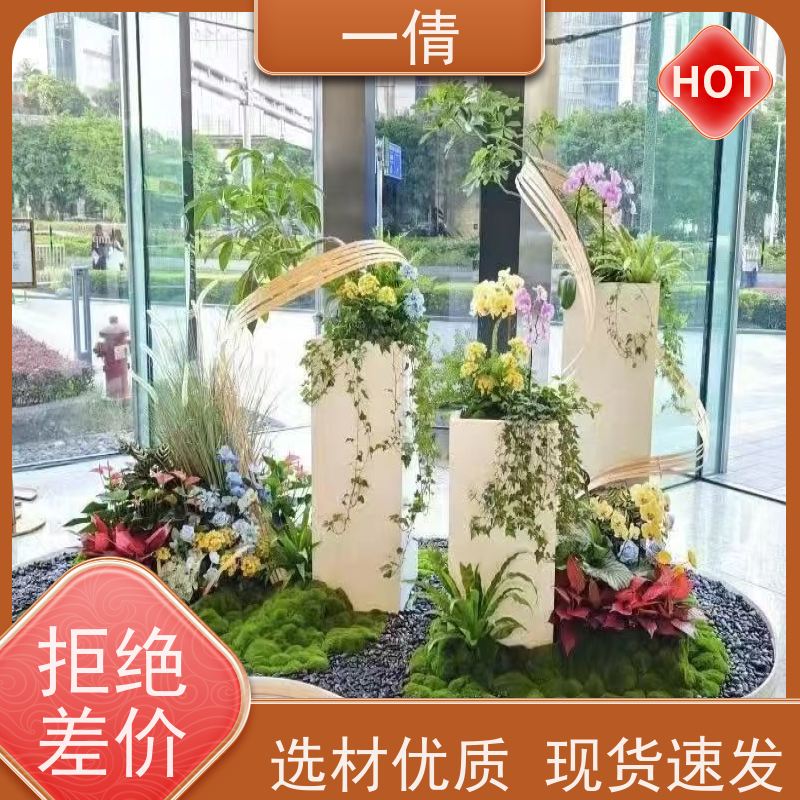 一倩花卉 办公室 富贵树 室内植物出租 净化空气