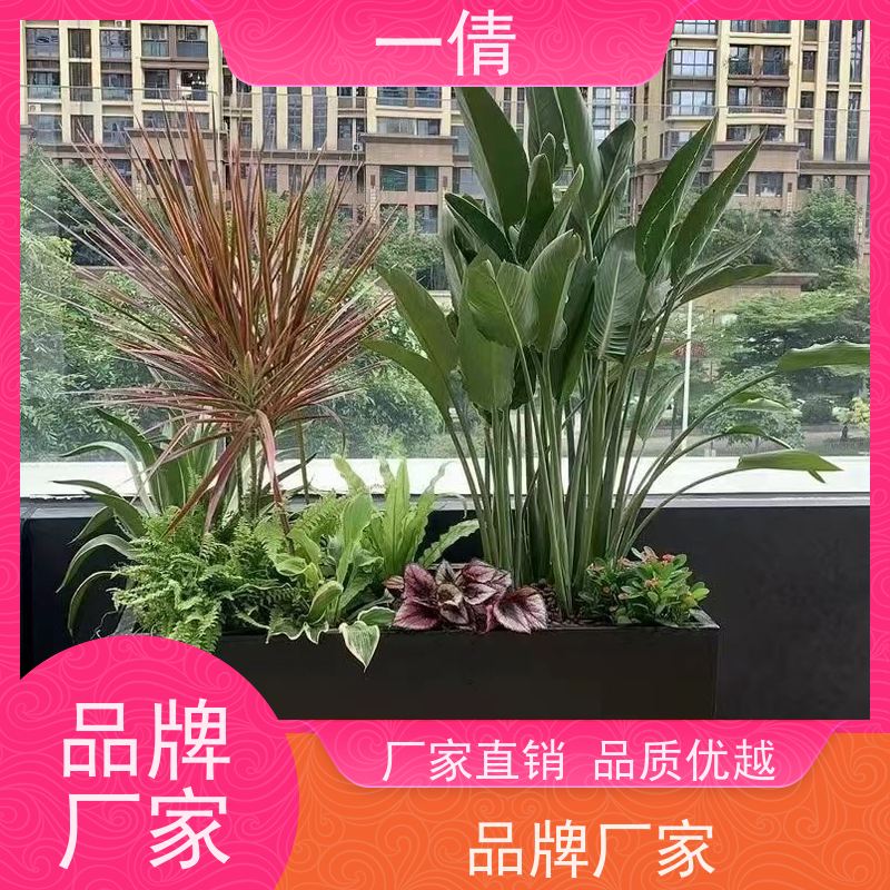 一倩花卉 深圳 小慧兰 花卉租赁 种类繁多 规格齐全