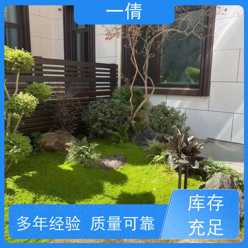 一倩花卉 室内 冬青） 绿植出售 全城配送 上门养护