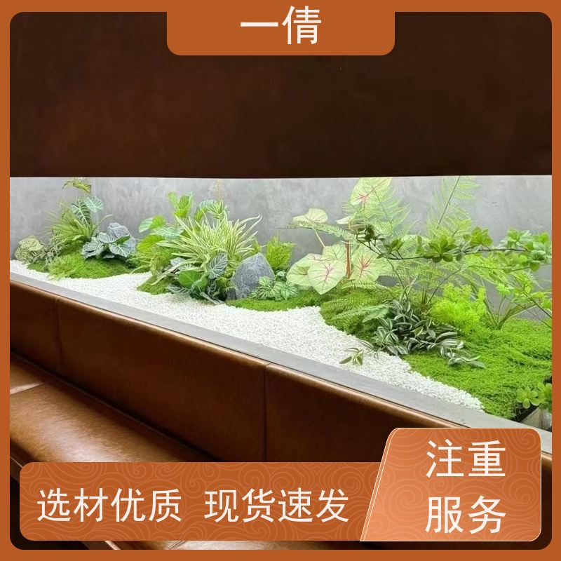 一倩花卉 室内 富贵籽 室内植物出租 全城配送 上门养护