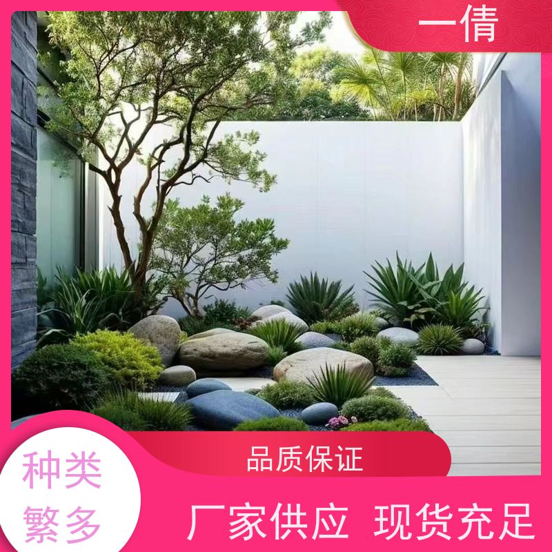 一倩花卉 办公室 巴西美人 绿植租摆 桌面绿植 花木护理