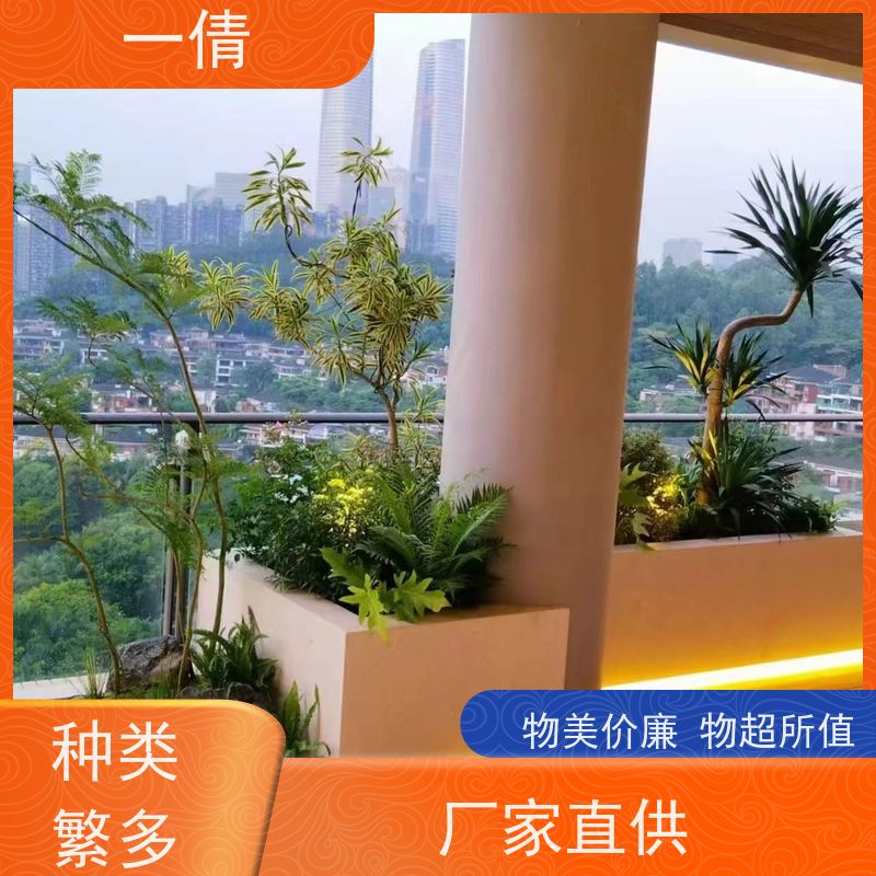 一倩花卉 办公室 大慧兰 绿植出售 种类繁多 规格齐全