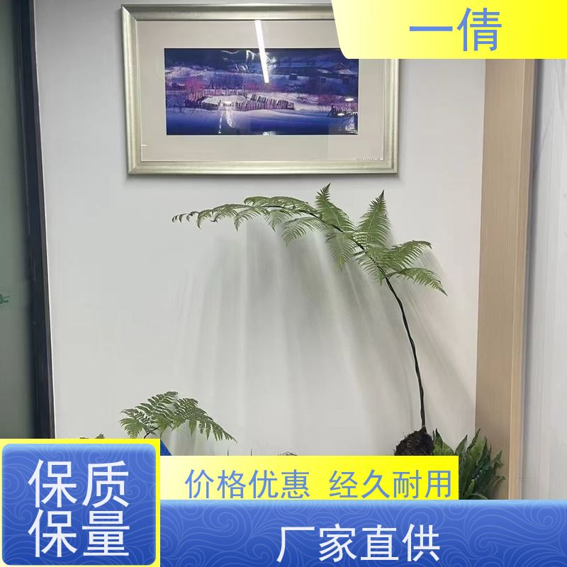一倩花卉 办公室 黄杨 室内植物出租 全城配送 上门养护
