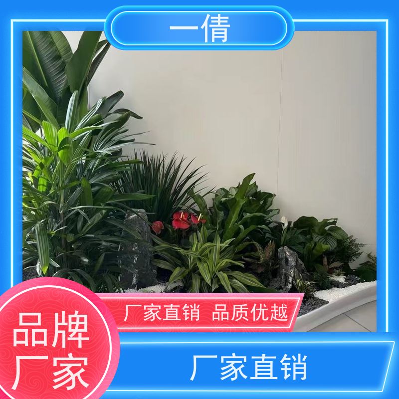 一倩花卉 室内 金钻 室内植物出租 种类繁多 规格齐全