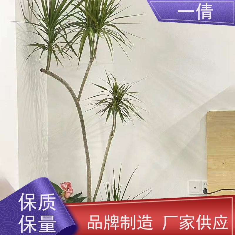 一倩花卉 办公室 紫蝴蝶兰 绿植租摆 桌面绿植 花木护理