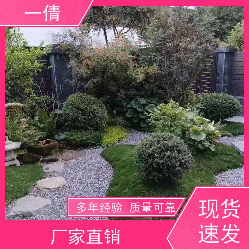一倩花卉 室内 如意 室内植物出租 桌面绿植 花木护理