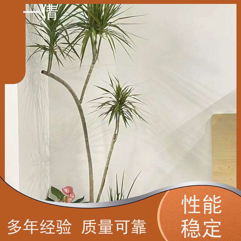 一倩花卉 办公室 三层幸福树 室内植物出租 全城配送 上门养护