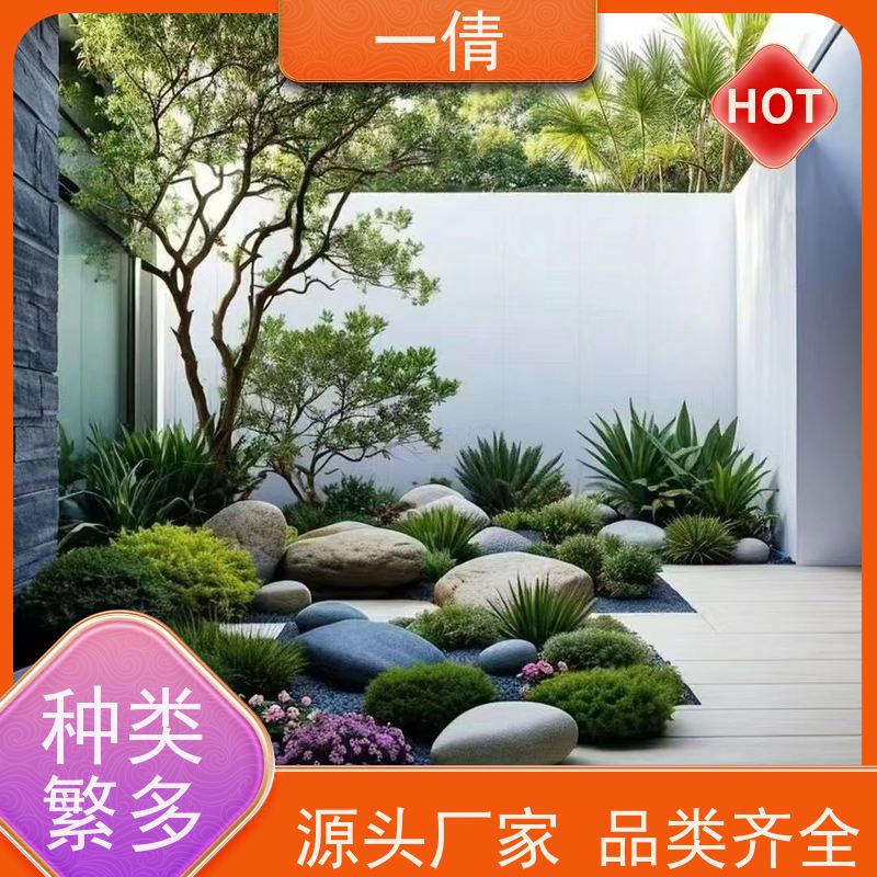 一倩花卉 办公室 小罗汉松 室内植物出租 净化空气