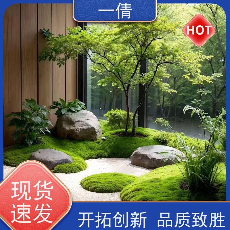 一倩花卉 深圳 12寸盆四季桔 开业花篮租赁 桌面绿植 花木护理