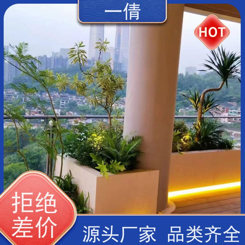 一倩花卉 办公室 蝴蝶兰 绿植出售 桌面绿植 花木护理
