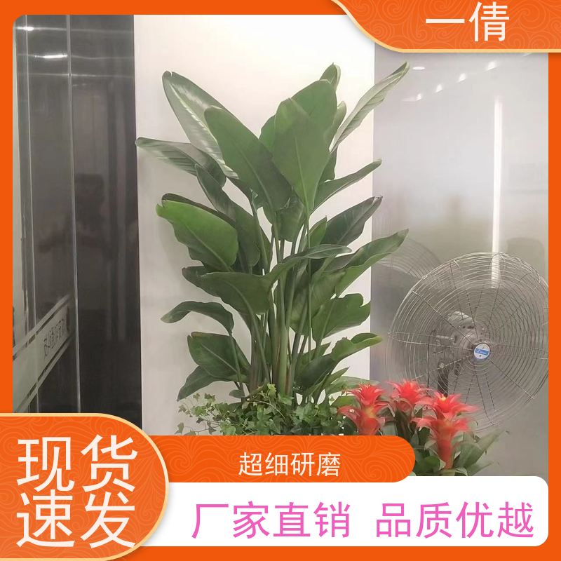 一倩花卉 办公室 大慧兰 开业花篮租赁 全城配送 上门养护