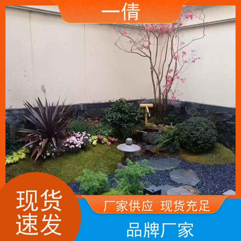 一倩花卉 室内 蝴蝶兰 绿植出售 桌面绿植 花木护理