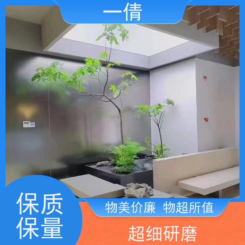 一倩花卉 室内 小罗汉松 花卉租赁 桌面绿植 花木护理