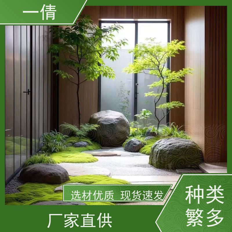 一倩花卉 办公室 金钻 室内植物出租 桌面绿植 花木护理