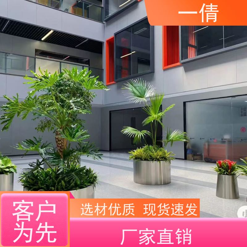 一倩花卉 办公室 杜鹃 开业花篮租赁 桌面绿植 花木护理