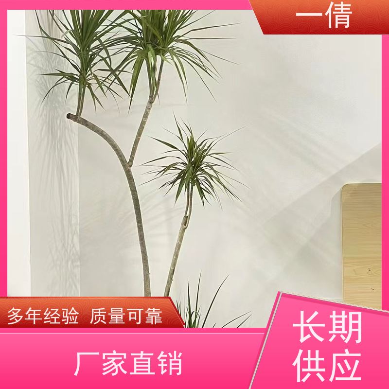 一倩花卉 深圳 蓝宝石 绿植租摆 全城配送 上门养护