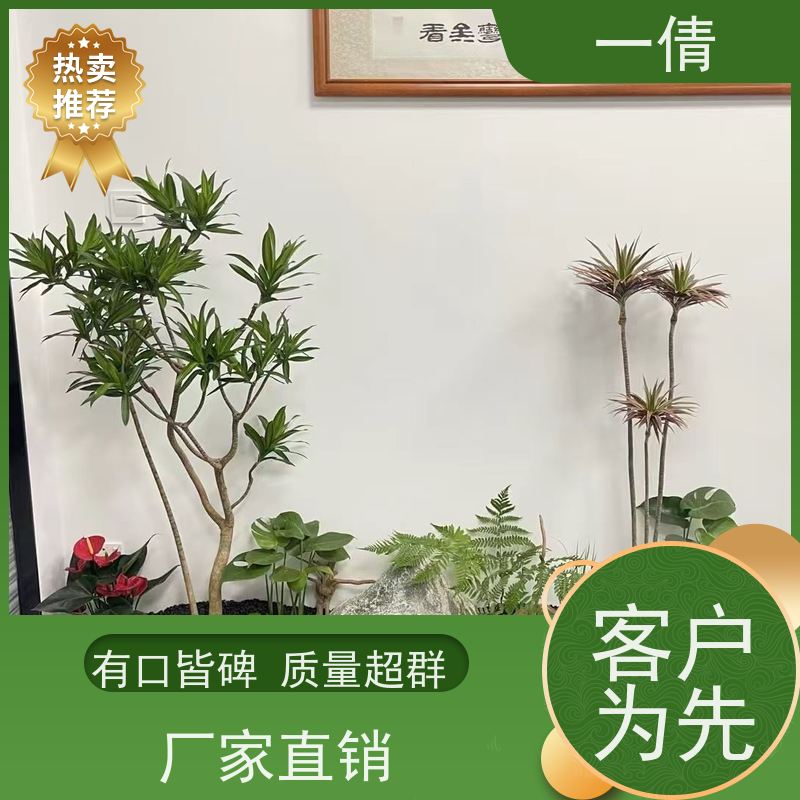 一倩花卉 前台 冬青） 绿植租赁 全城配送 上门养护