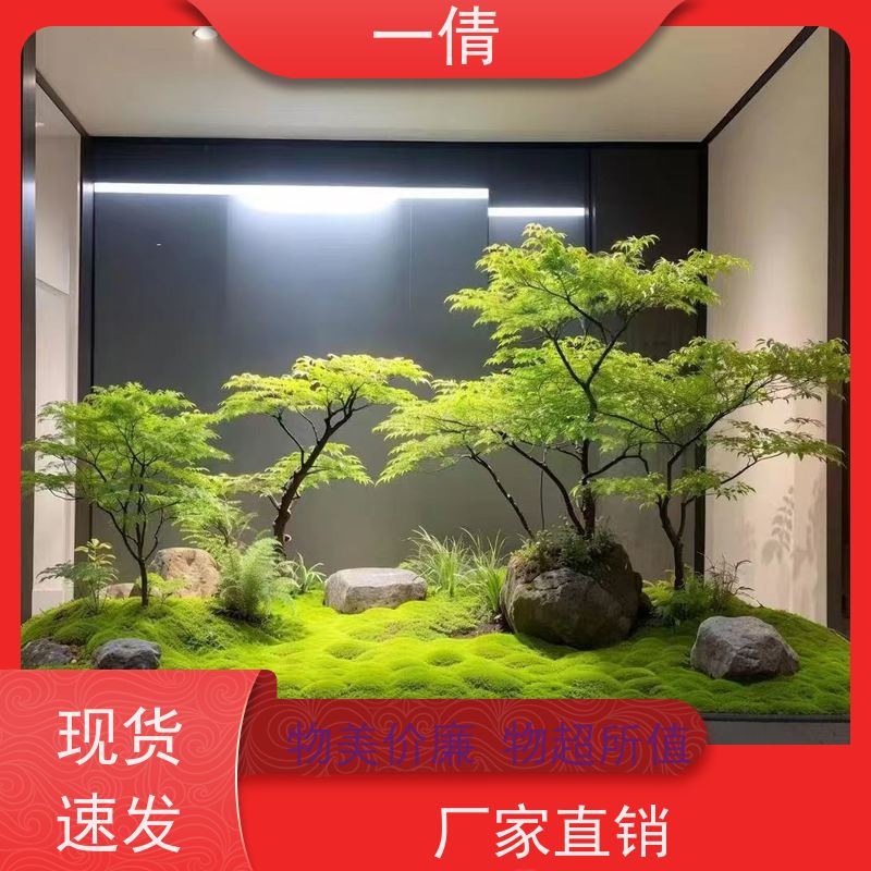 一倩花卉 室内 黄蝴蝶兰 室内植物出租 桌面绿植 花木护理