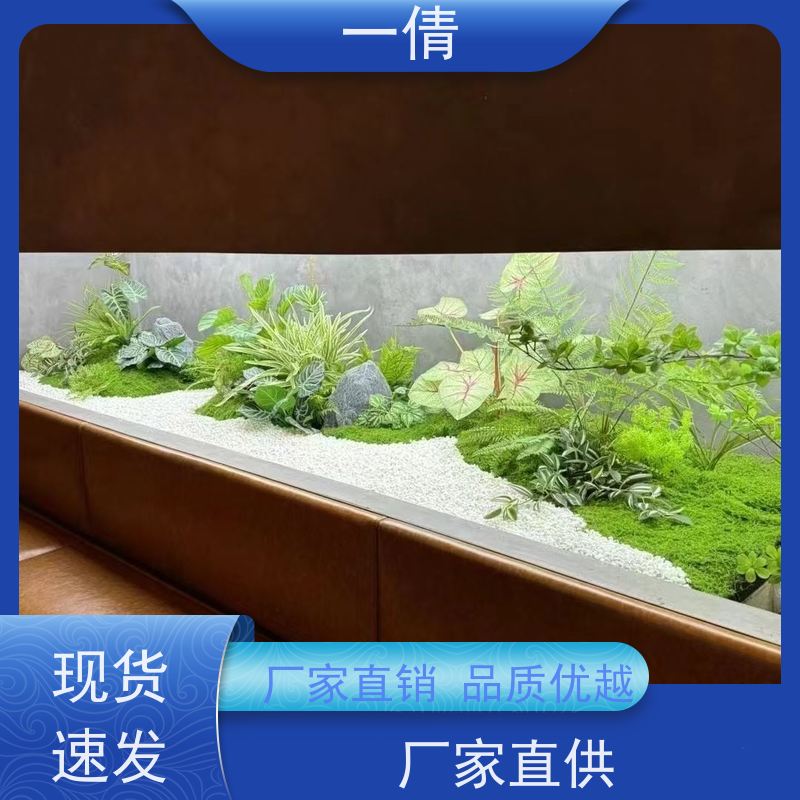 一倩花卉 室内 澳洲杉 花卉租赁 种类繁多 规格齐全