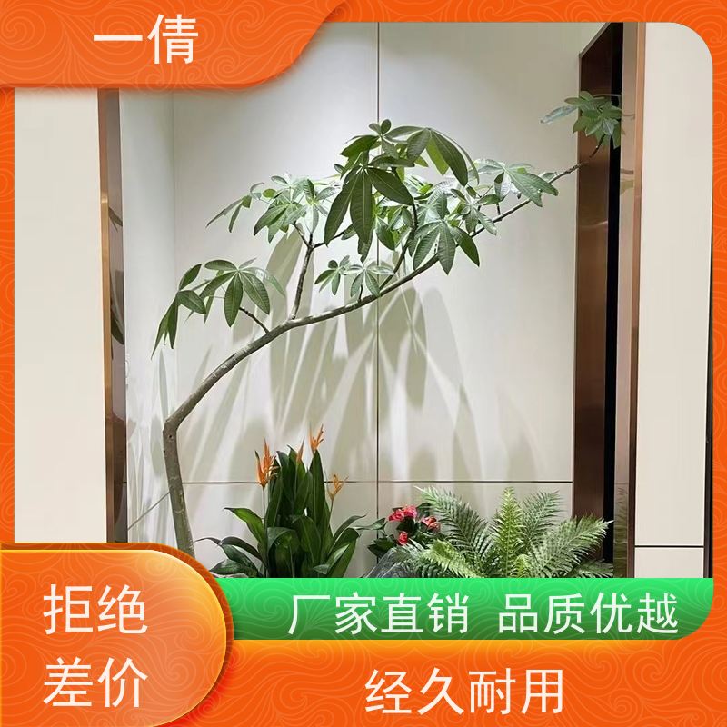 一倩花卉 办公室 澳洲杉 绿植租摆 全城配送 上门养护