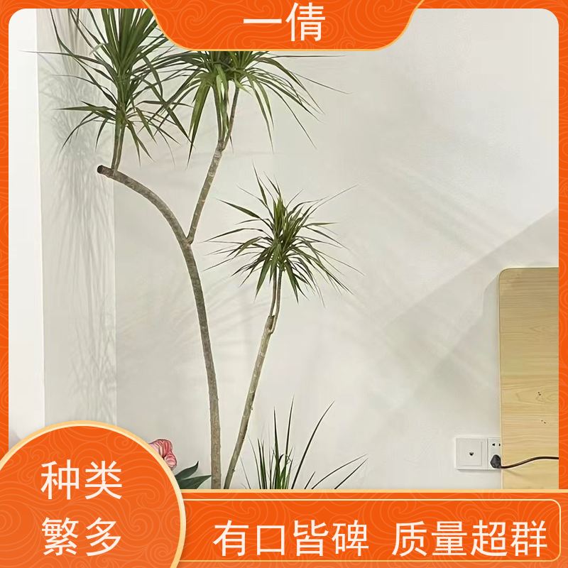一倩花卉 办公室 紫檀 绿植租赁 种类繁多 规格齐全