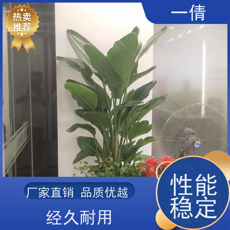 一倩花卉 深圳 大年桔盆景 花卉租赁 桌面绿植 花木护理