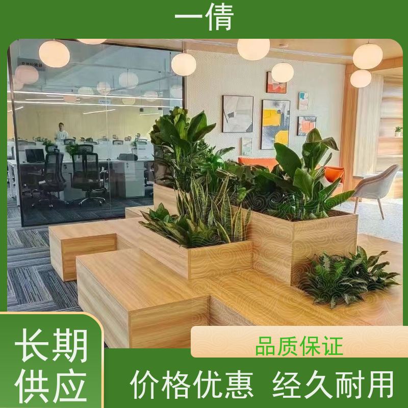 一倩花卉 室内 罗汉松 室内植物出租 桌面绿植 花木护理