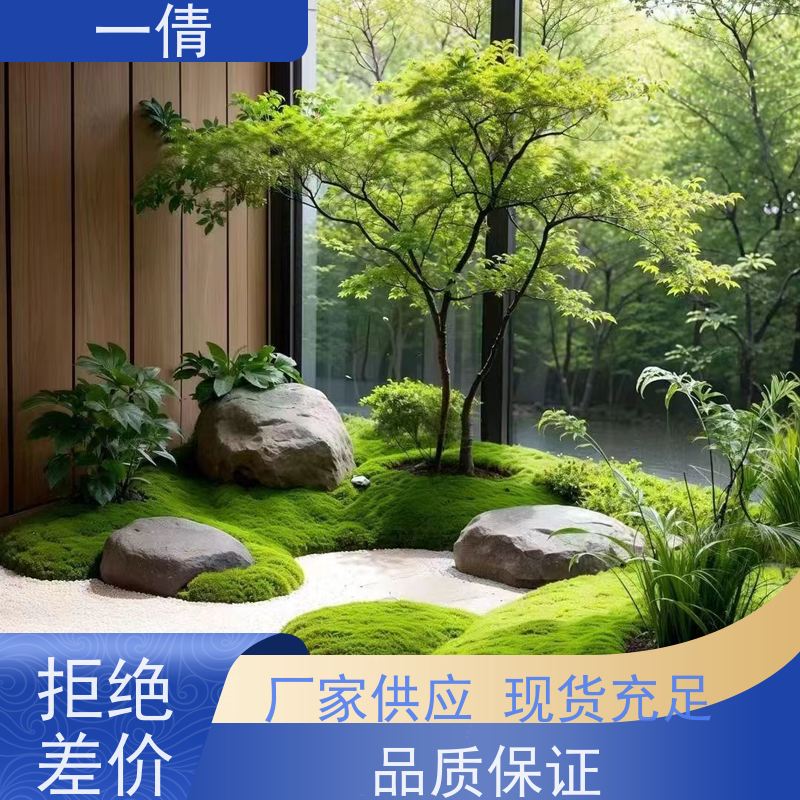 一倩花卉 前台 福禄桐 开业花篮租赁 桌面绿植 花木护理