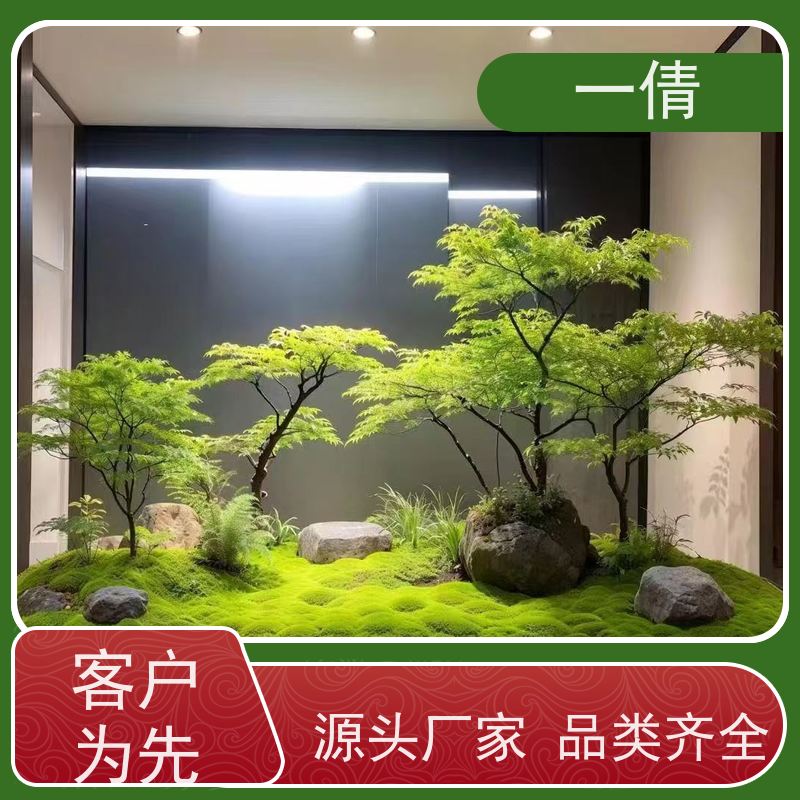 一倩花卉 深圳 君子兰 室内植物出租 桌面绿植 花木护理