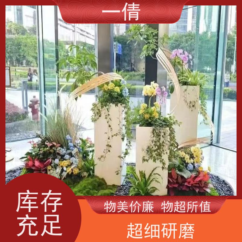 一倩花卉 前台 佛手 绿植出售 全城配送 上门养护
