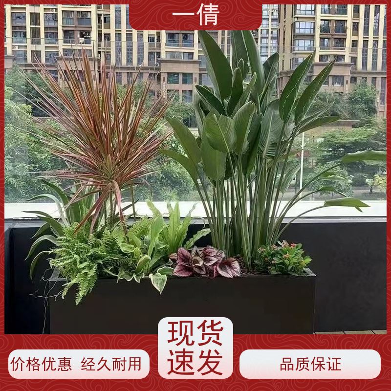 一倩花卉 前台 黄蝴蝶兰 绿植租摆 全城配送 上门养护
