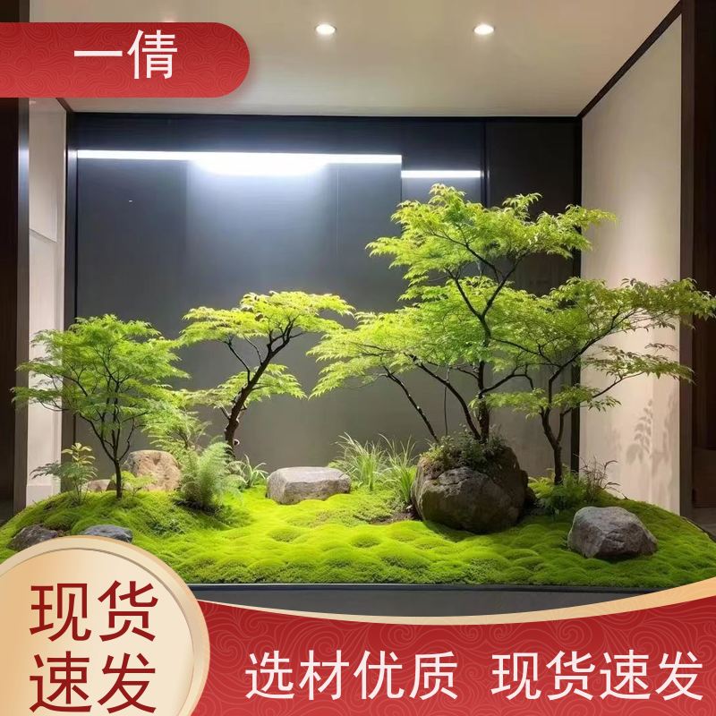 一倩花卉 深圳 小年桔盆景 绿植出售 全城配送 上门养护