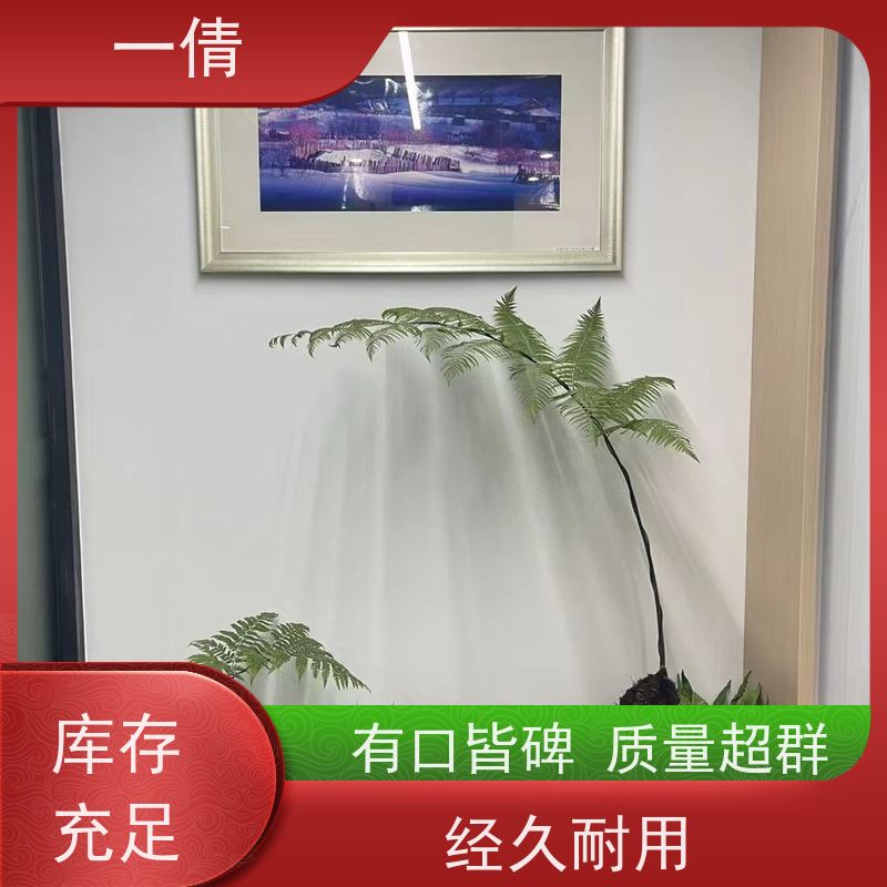 一倩花卉 办公室 罗汉松 绿植租摆 桌面绿植 花木护理