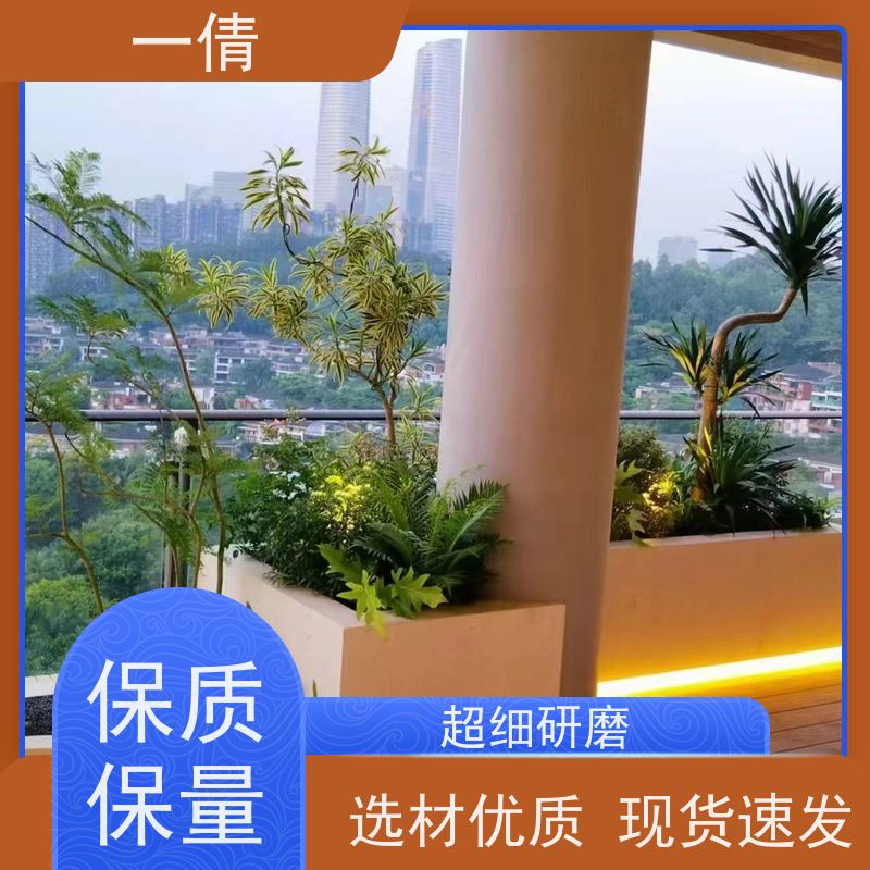 一倩花卉 室内 君子兰 开业花篮租赁 全城配送 上门养护