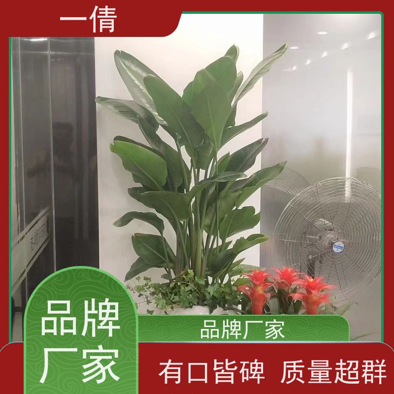 一倩花卉 办公室 杨贵妃 绿植租赁 种类繁多 规格齐全