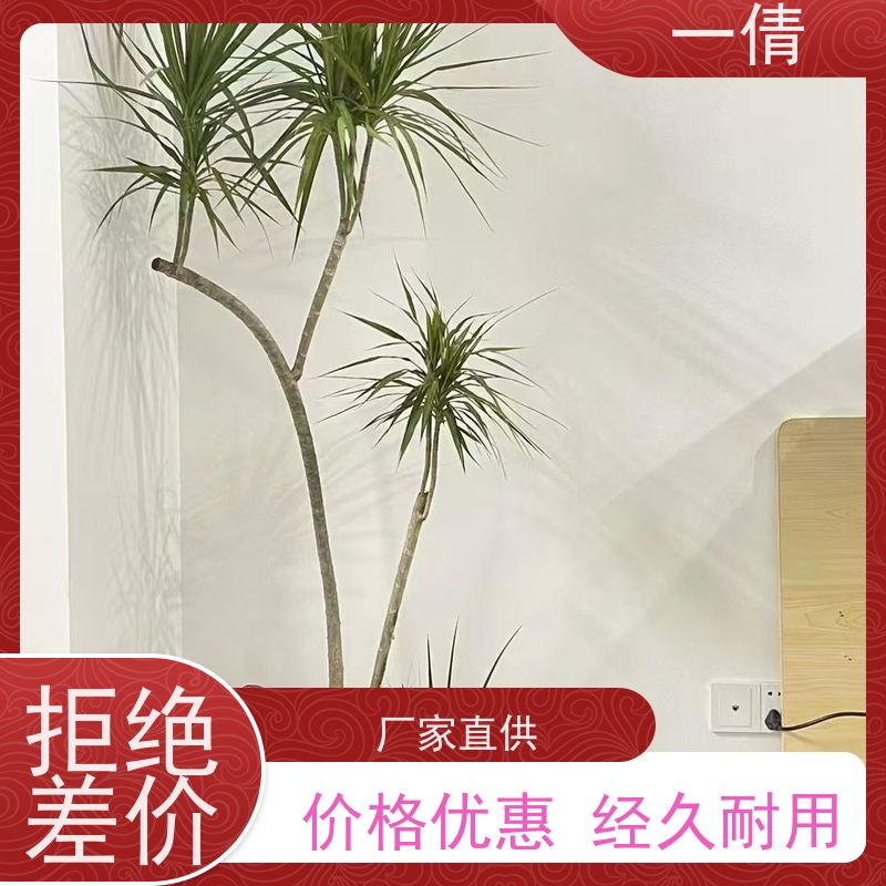 一倩花卉 前台 高山榕 绿植出售 种类繁多 规格齐全