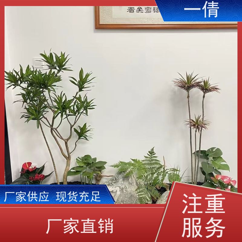 一倩花卉 室内 太阳神 绿植租摆 全城配送 上门养护