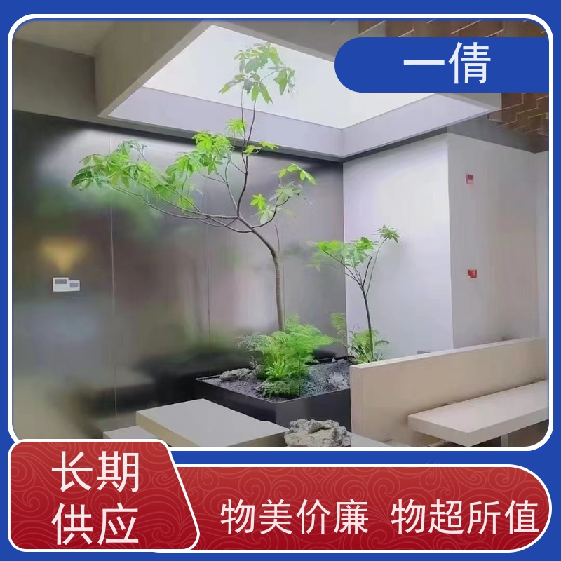 一倩花卉 办公室 小年桔盆景 花卉租赁 种类繁多 规格齐全