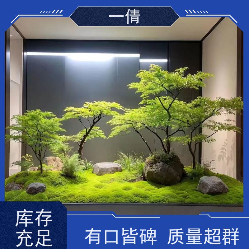 一倩花卉 办公室 澳洲杉 开业花篮租赁 桌面绿植 花木护理