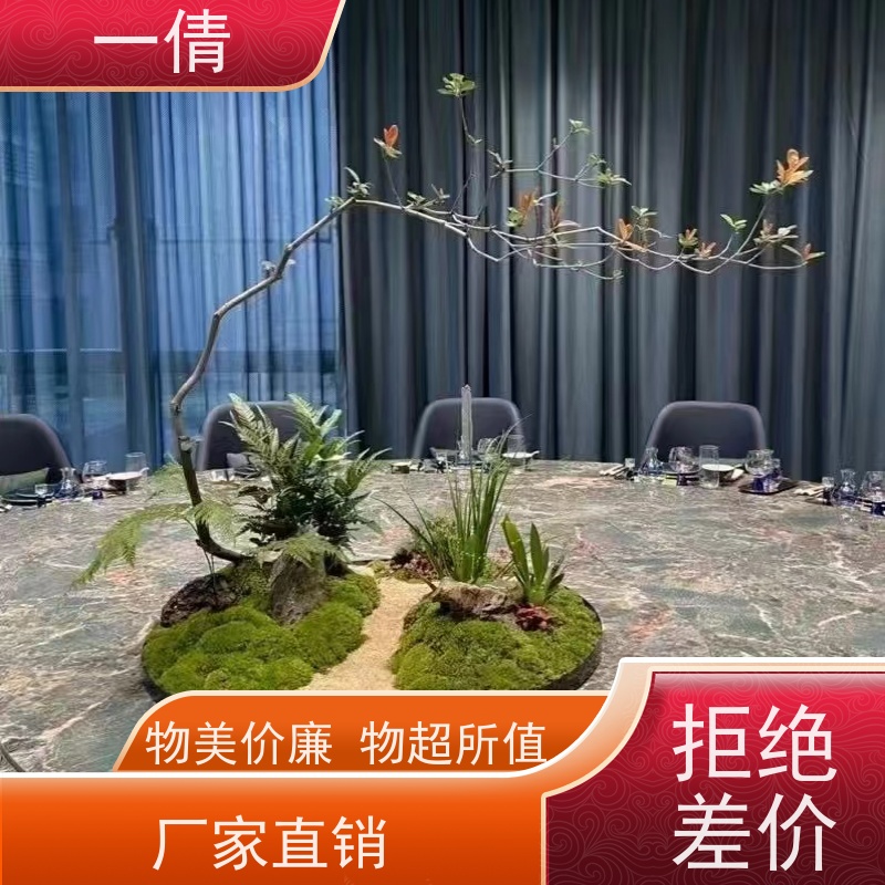 一倩花卉 深圳 大杨贵妃 绿植出售 种类繁多 规格齐全