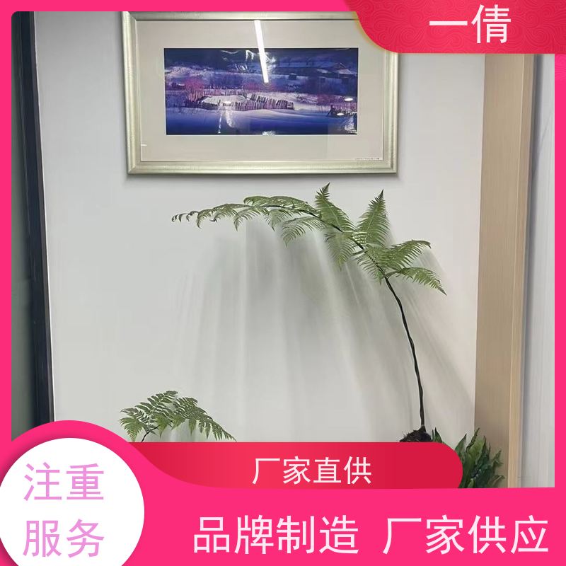 一倩花卉 办公室 铜钱草 花卉租赁 全城配送 上门养护