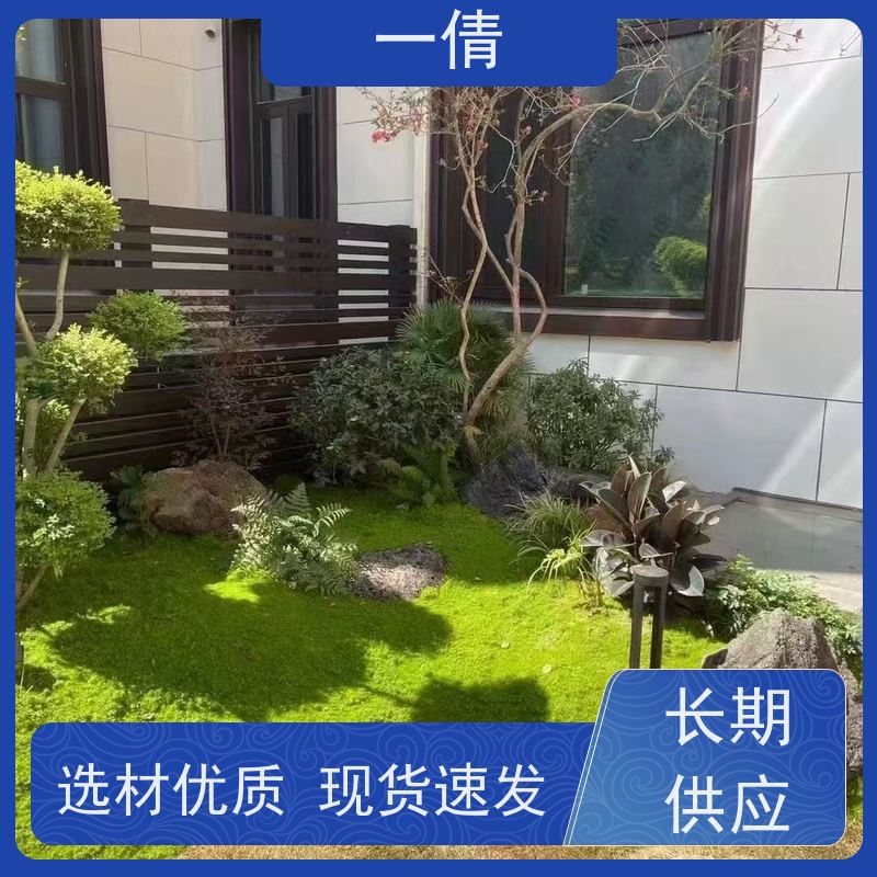 一倩花卉 室内 百合竹 绿植出售 全城配送 上门养护