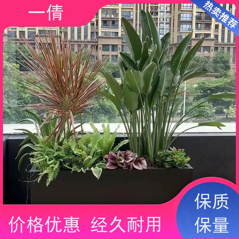 一倩花卉 深圳 大杨贵妃 绿植租摆 全城配送 上门养护