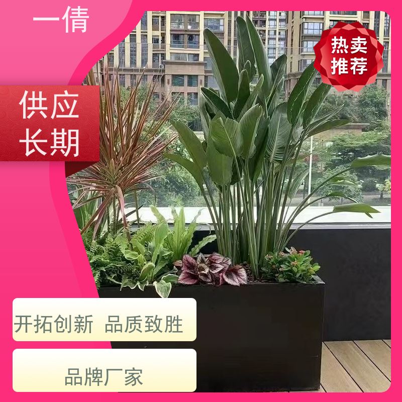 一倩花卉 室内 墨兰 花卉租赁 种类繁多 规格齐全
