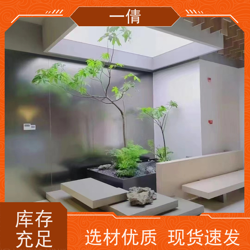 一倩花卉 室内 金钻 开业花篮租赁 桌面绿植 花木护理